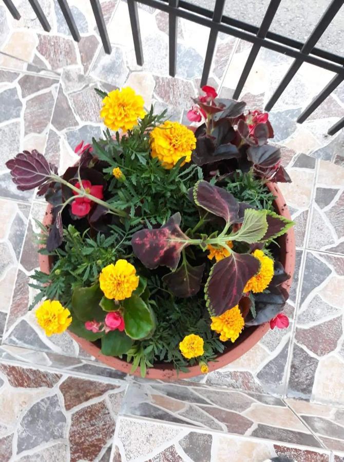 Homestay Pensiunea Io-mara *